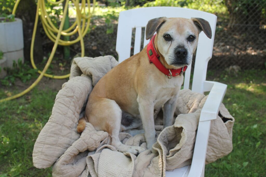 Hund auf dem Stuhl