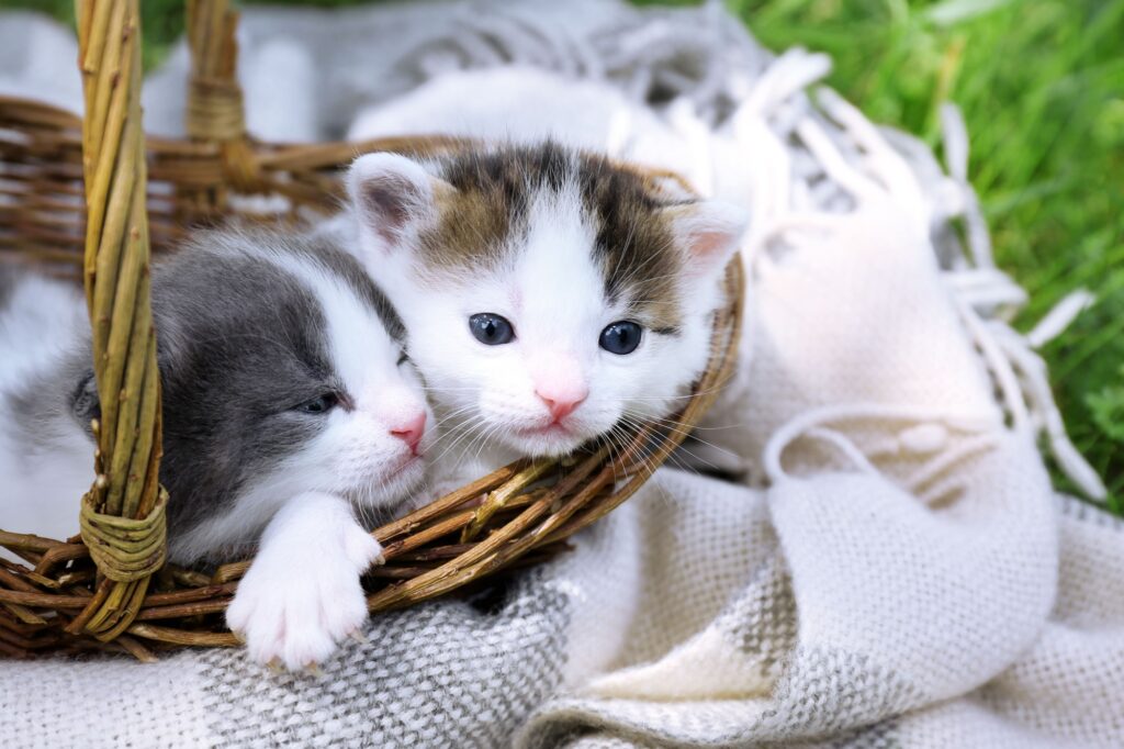 Kitten im Korb