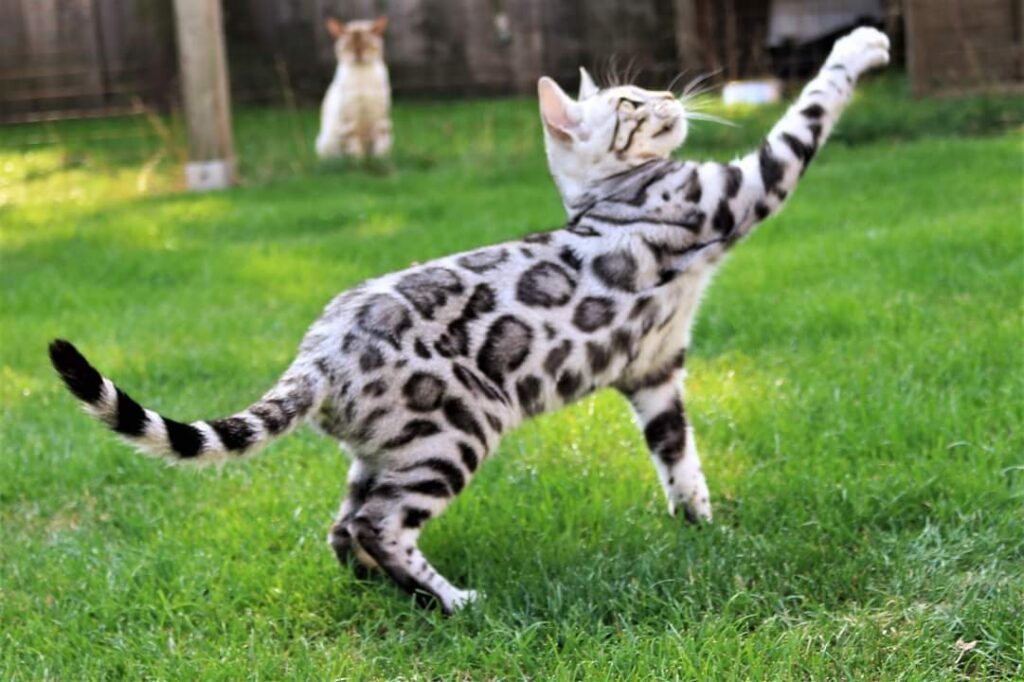 Katze am spielen
