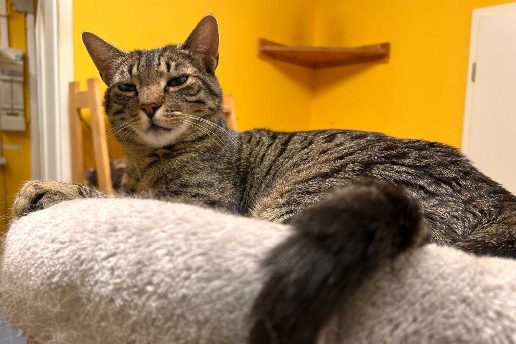 Katze auf dem Katzenbaum