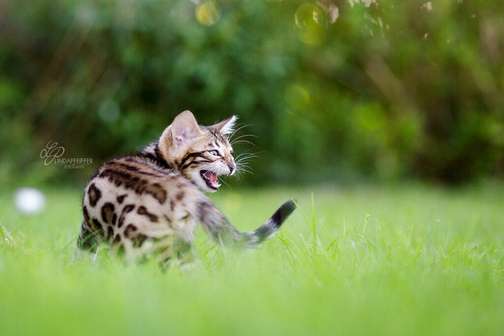 Katze Draussen