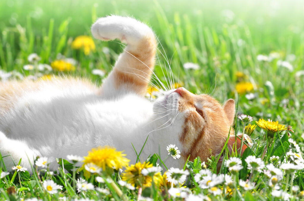 Katze im Gras