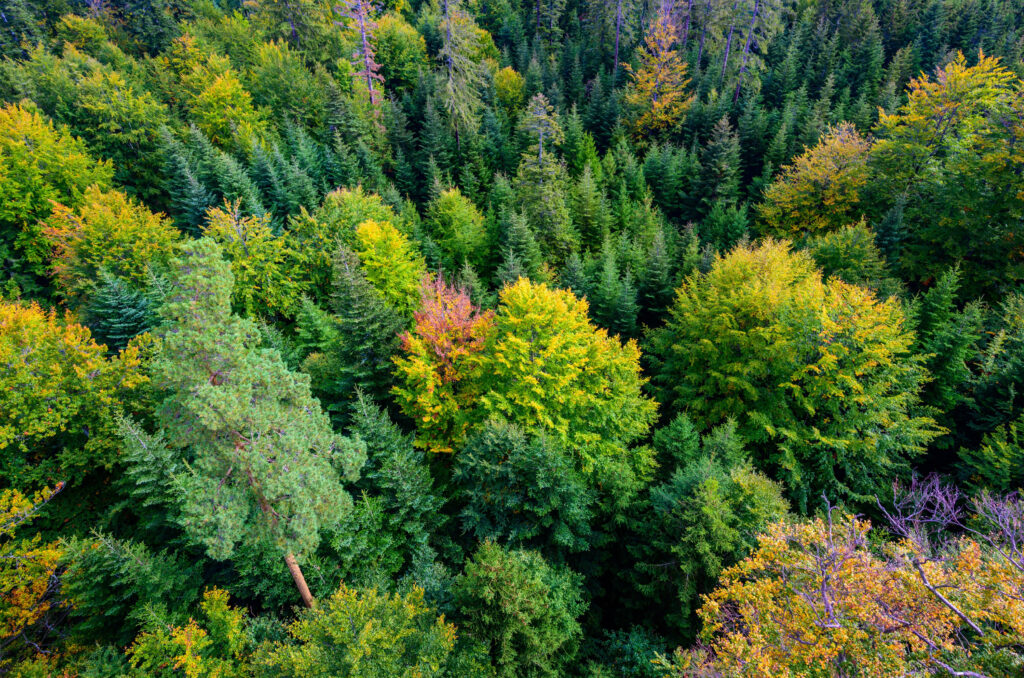 Wald