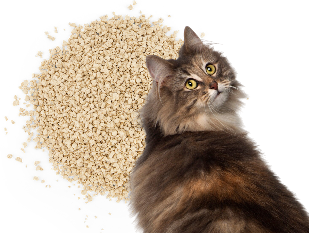 Katze mit Katzenstreu | Blog